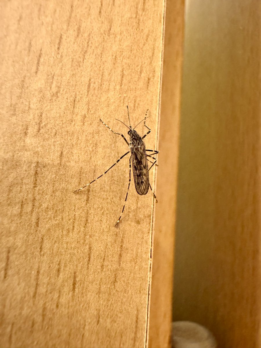 Petr Běloch 💾 tweet media