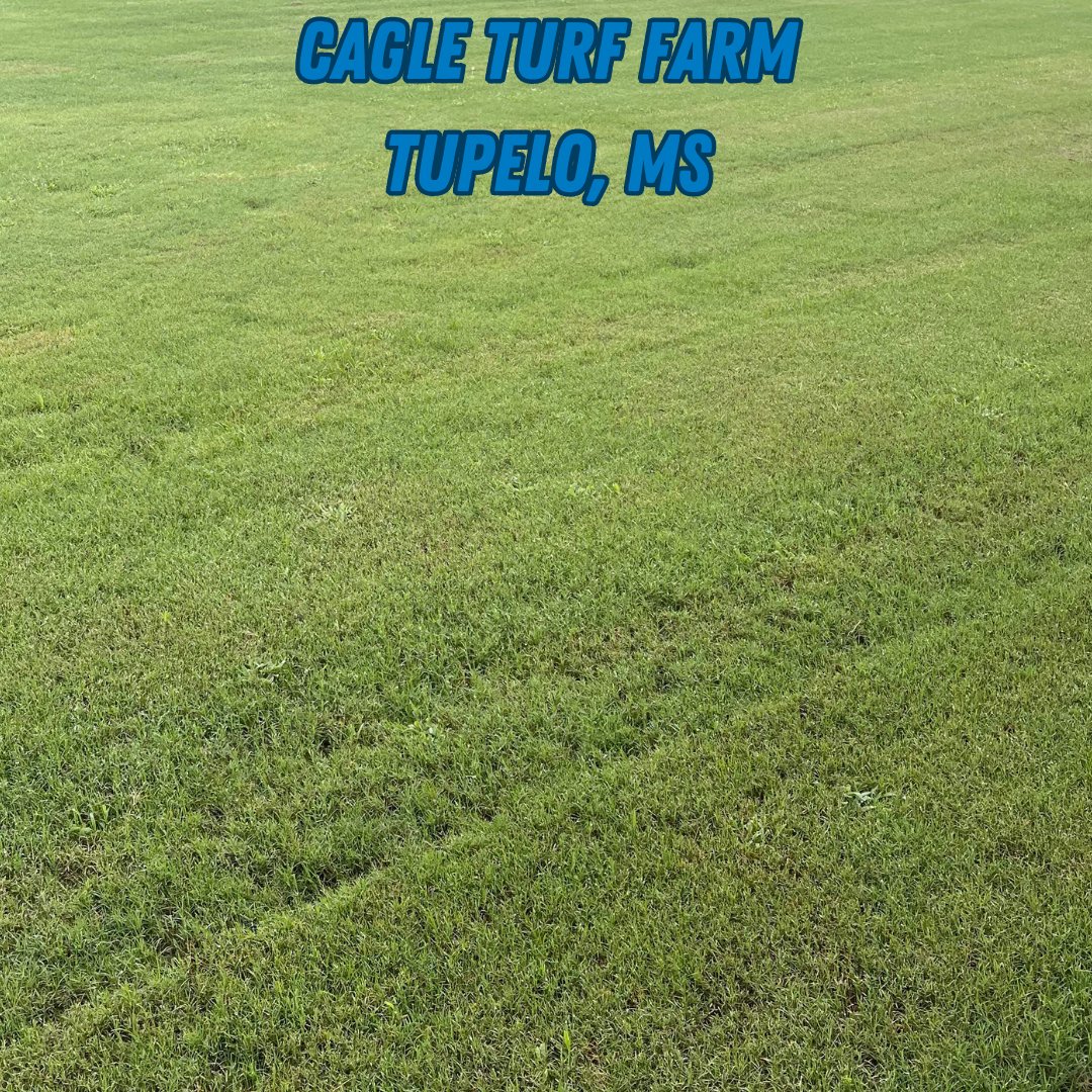 #IronCutter bermuda is exhibiting great performance despite heat indexes soaring across the U.S. the past few weeks with little water in several regions. Our growers report fewer inputs required vs. other varieties &amp; thriving without irrigation at Cagle Turf Farms Tupelo, MS!
