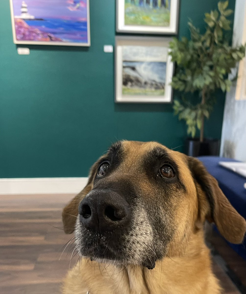 And in a break from normal programming As a dog friendly gallery, we get to meet lots of dogs. 

Today we met Parker.  The most gorgeous Irish Guide Dog.  We know never to approach a guide dog while working, but he was given some time off by his owners to have treats &amp; cuddles.