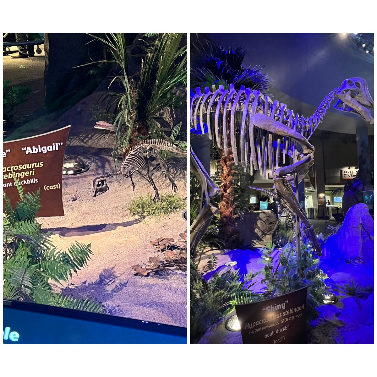 Cathy Hall tweet media