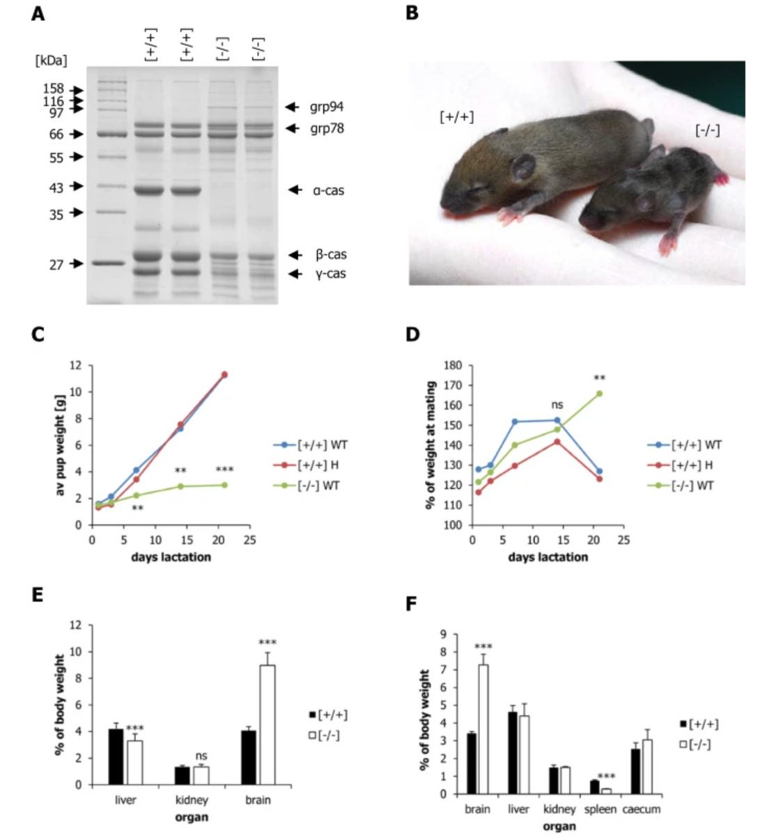 GeroScienceAGE's tweet photo. 📢New Open🔓Access Article Alert
Maternal α-casein deficiency extends the lifespan of offspring and programmes their body composition by Andreas F. Kolb & Bruce Whitelaw et al.
https://t.co/fmib6G8eAD
#perinatalnutrition #caseins #lipidmetabolism #longevity #bodycomposition #adiposetissue #geneexpressionprofiling @EdinburghUni