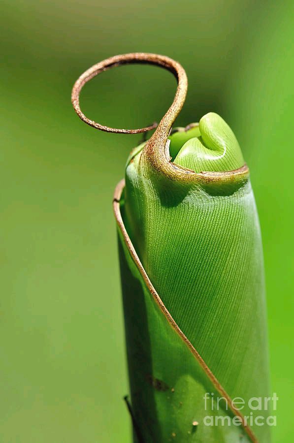 KayeMenner's tweet photo. #Banana #Palm #Frond Ready To #Unfurl Print by Kaye Menner #Photography  Wide variety #Prints &amp; lovely #Products at:
 https://t.co/PVQXpnFyaz https://t.co/Cq2ZPhmNFb