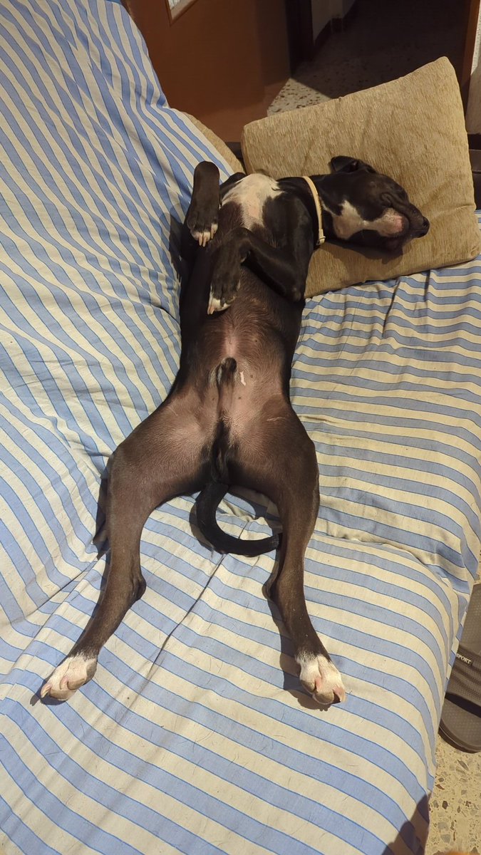 PinguMecanico's tweet photo. @strelka333 Pues como un chico 🤣 https://t.co/uQCg3ylEfL