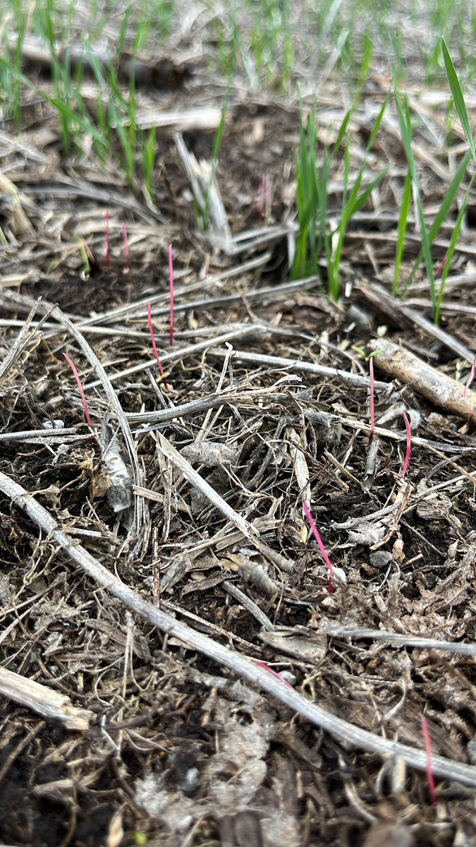 Magic 🪄<a href="/agroterrauy/">agroterrauy</a>