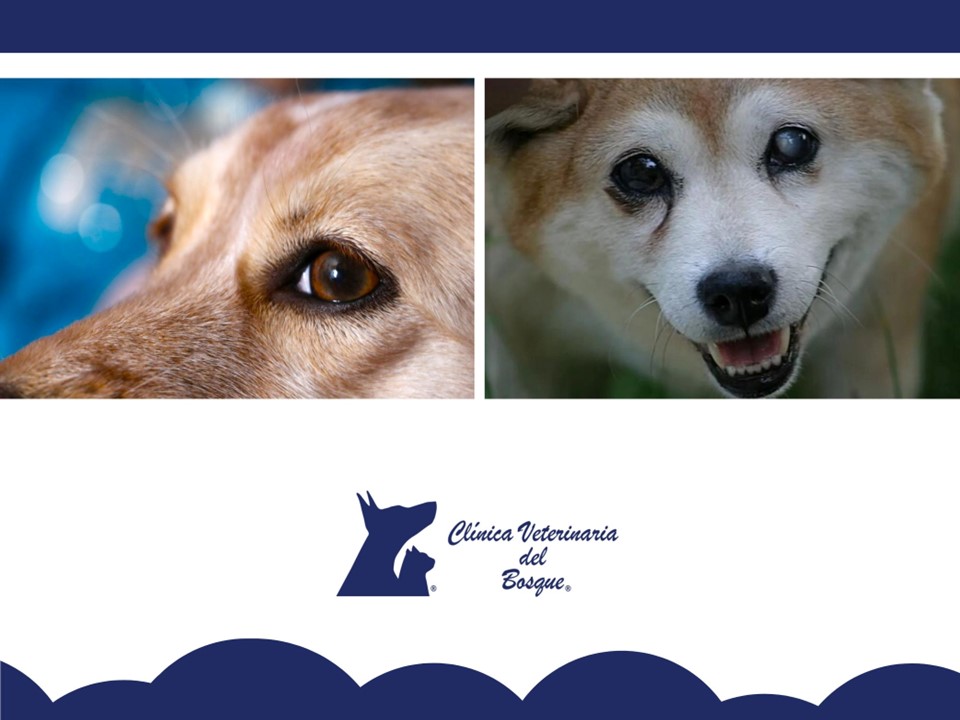 VeteridelBosque's tweet image. La #ceguera es una discapacidad que puede llegar a #limitar las actividades de un #perro o #gato, pero el resto de sus #sentidos y los cuidados que puedes brindarles, les ayudarán a tener una vida buena y confortable. 
Te decimos cómo ayudar y cuidar a tu mascota con ceguera.