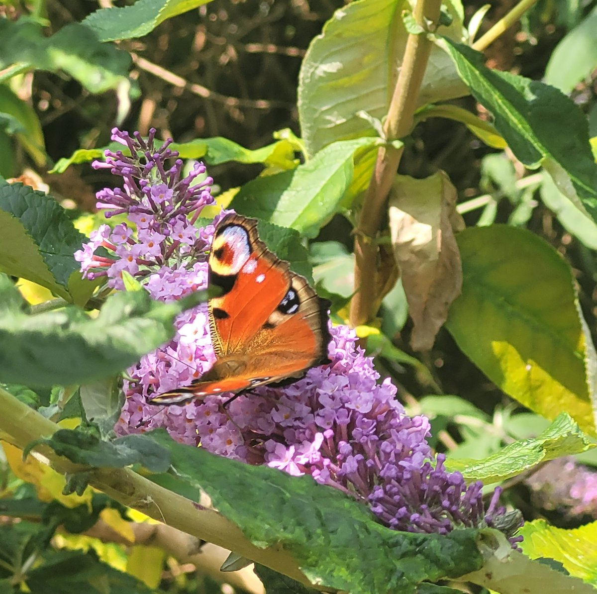 Many pretty butterflies arrived in my garden today. They are appreciating the huge Buddleia at the back.