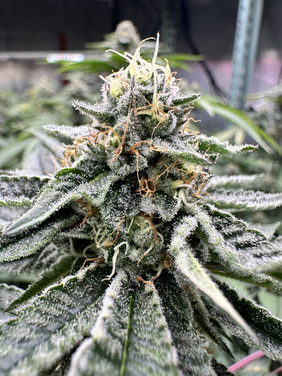 Firen0liar's tweet photo. Week 5 #hustlenonstop #pursuitofterps https://t.co/Ljbo0Nt4Wu