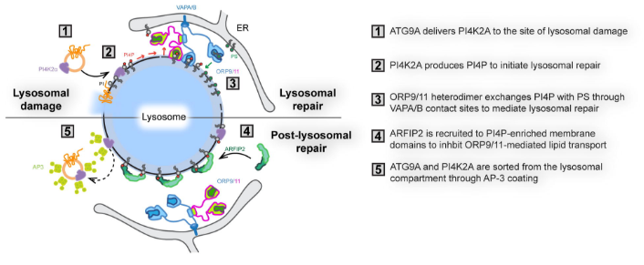 Ishier Raote (@ishier_raote) on Twitter photo Nice preprint from <a href="/sharontooze01/">Sharon Tooze</a>! Lysosome damage triggers repair via ATG9A vesicles delivering PI4K2A, balancing lipid transfer and maintaining lysosome homeostasis after damage.
ATG9A and ARFIP2 cooperate to regulate PI4P levels for lysosomal repair biorxiv.org/content/10.110… Nice preprint from <a href="/sharontooze01/">Sharon Tooze</a>! Lysosome damage triggers repair via ATG9A vesicles delivering PI4K2A, balancing lipid transfer and maintaining lysosome homeostasis after damage.
ATG9A and ARFIP2 cooperate to regulate PI4P levels for lysosomal repair biorxiv.org/content/10.110…