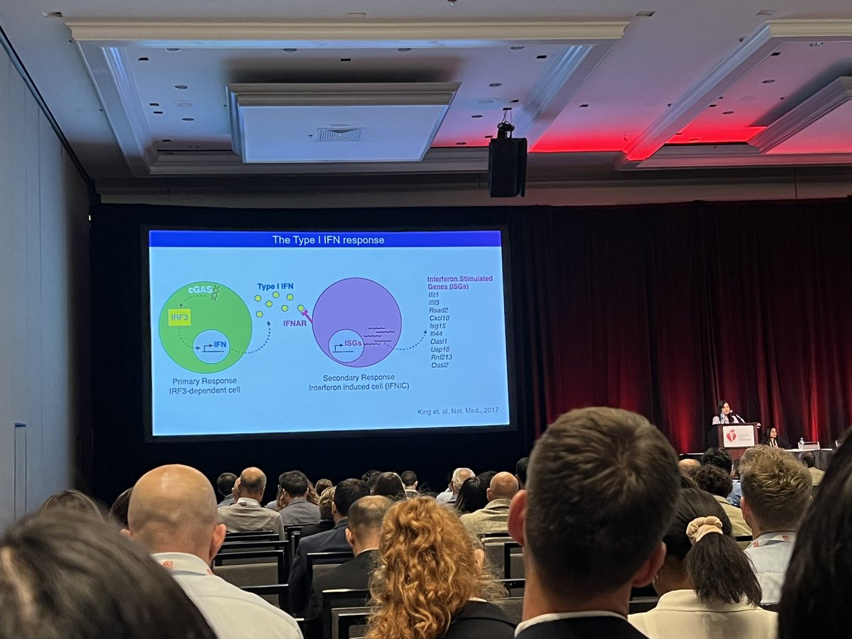 HanZhuMD's tweet image. Last but not least, Dr. Van Ninh presents beautiful work using spatial transcriptomics to describe interferon-mediated cellular crosstalk in the infacted heart #BCVS @AHAMeetings @AHAScience @BCVSearlyCareer