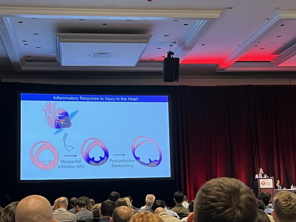 HanZhuMD's tweet image. Last but not least, Dr. Van Ninh presents beautiful work using spatial transcriptomics to describe interferon-mediated cellular crosstalk in the infacted heart #BCVS @AHAMeetings @AHAScience @BCVSearlyCareer