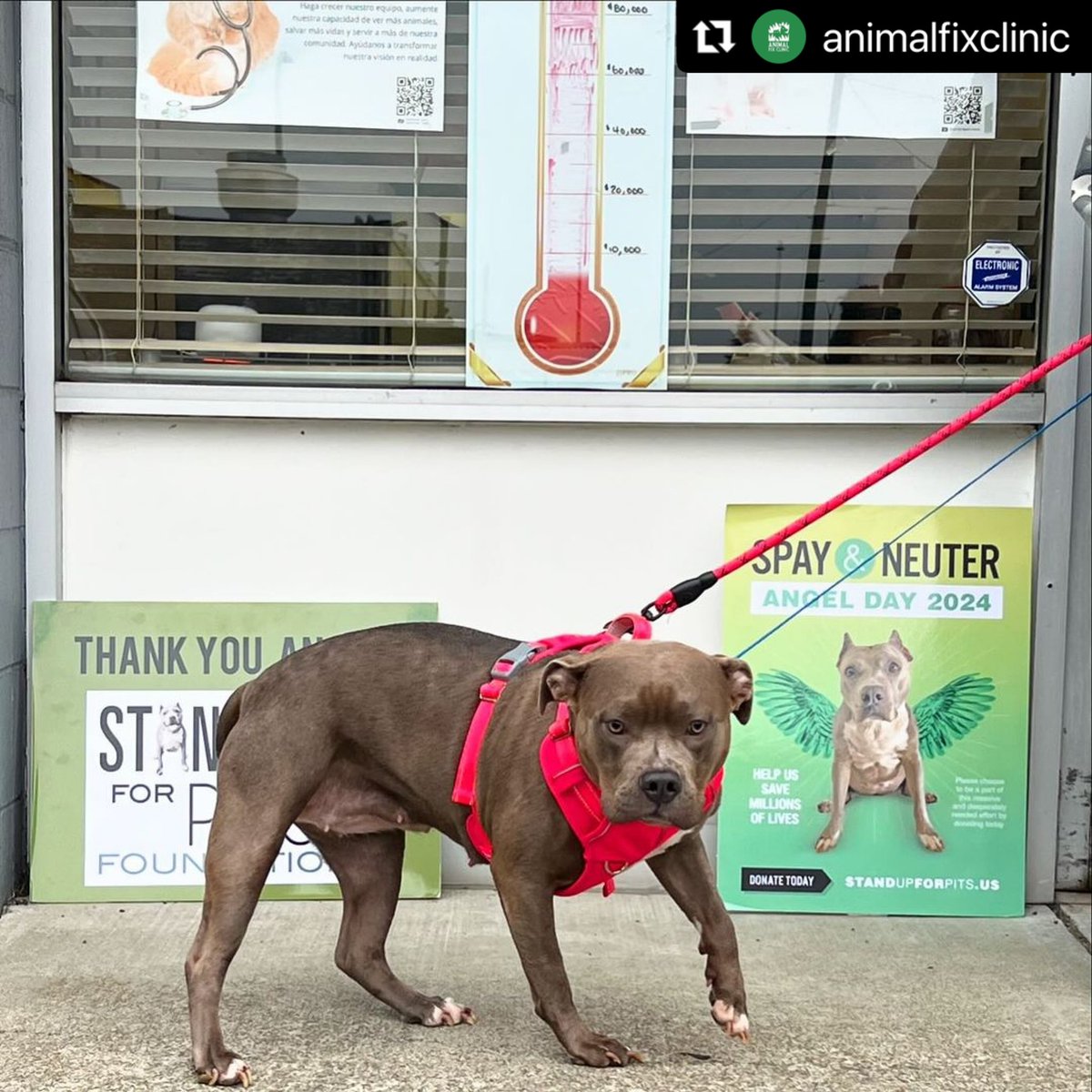 Stand Up For Pits Foundation, Inc tweet media