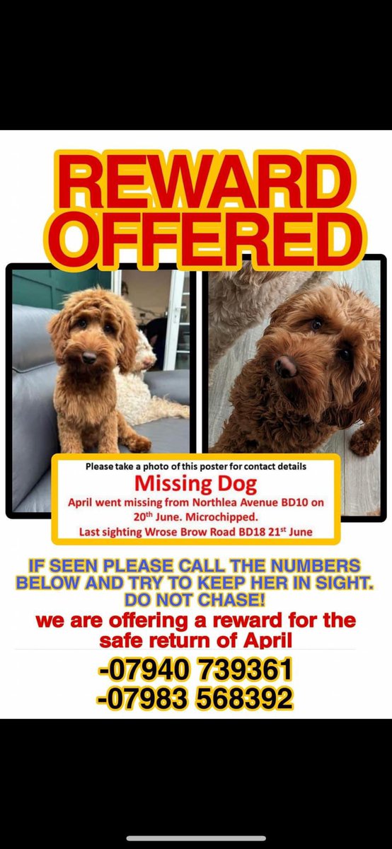 rosieDoc2's tweet image. #SpanielHour
APRIL went missing 20/6/24 in #Bradford no sightings since 21st June. 💔Her owners are besides themselves, if any1 sees this dog or knows any1 who’s all of a sudden got a new dog that looks like April please ring the numbers below
TY
@bradfordnews @JacquiSaid