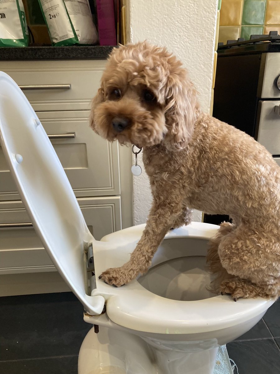 diamondluce's tweet photo. @Phil_Sledge Husband was about to fit the toilet in the room next door… https://t.co/A7AlPXvkWa