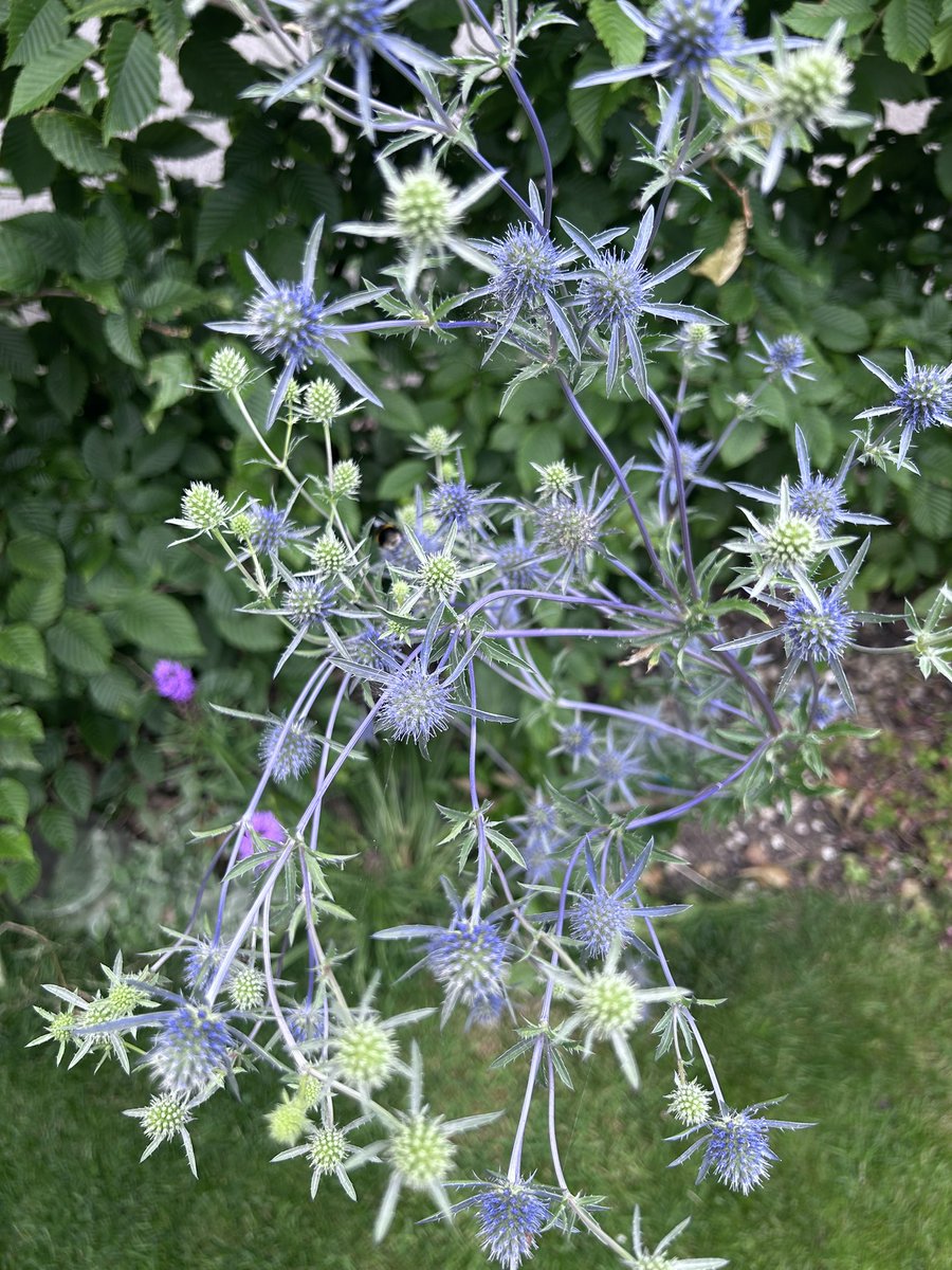 My sea holly is an amazing vibrant blue but looks violet in photos. Shame I can’t share it’s true beauty #FlowersOfX