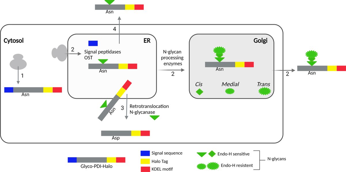 jbiolchem's tweet image. New in JBC press: "To better understand how a subset of PDIA1 molecules reach the extracellular space, scientists engineered a consensus motif for N-glycosylation into a Halo-tagged human PDIA1."
Learn more:
jbc.org/article/S0021-…