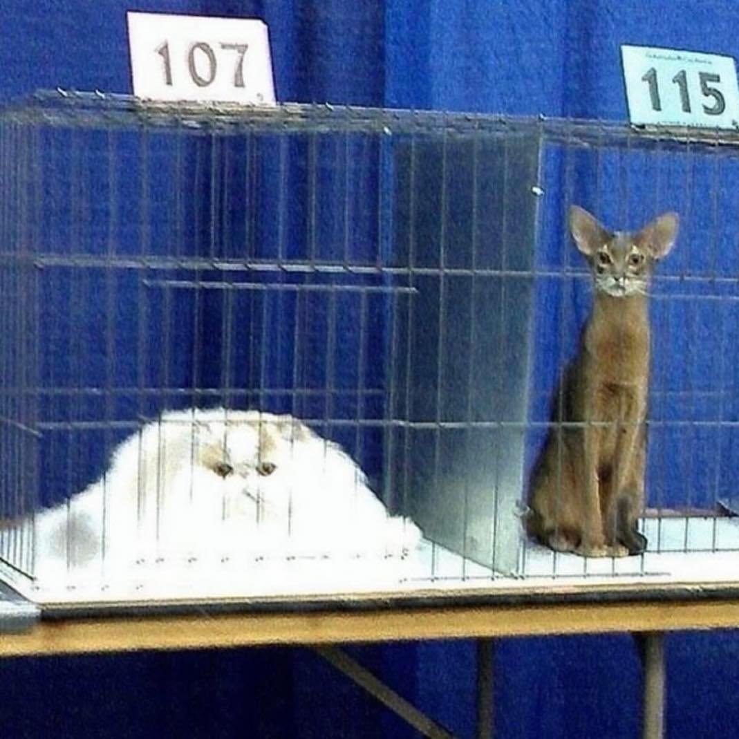 gatinarios's tweet image. gato em estado líquido / gato em estado sólido