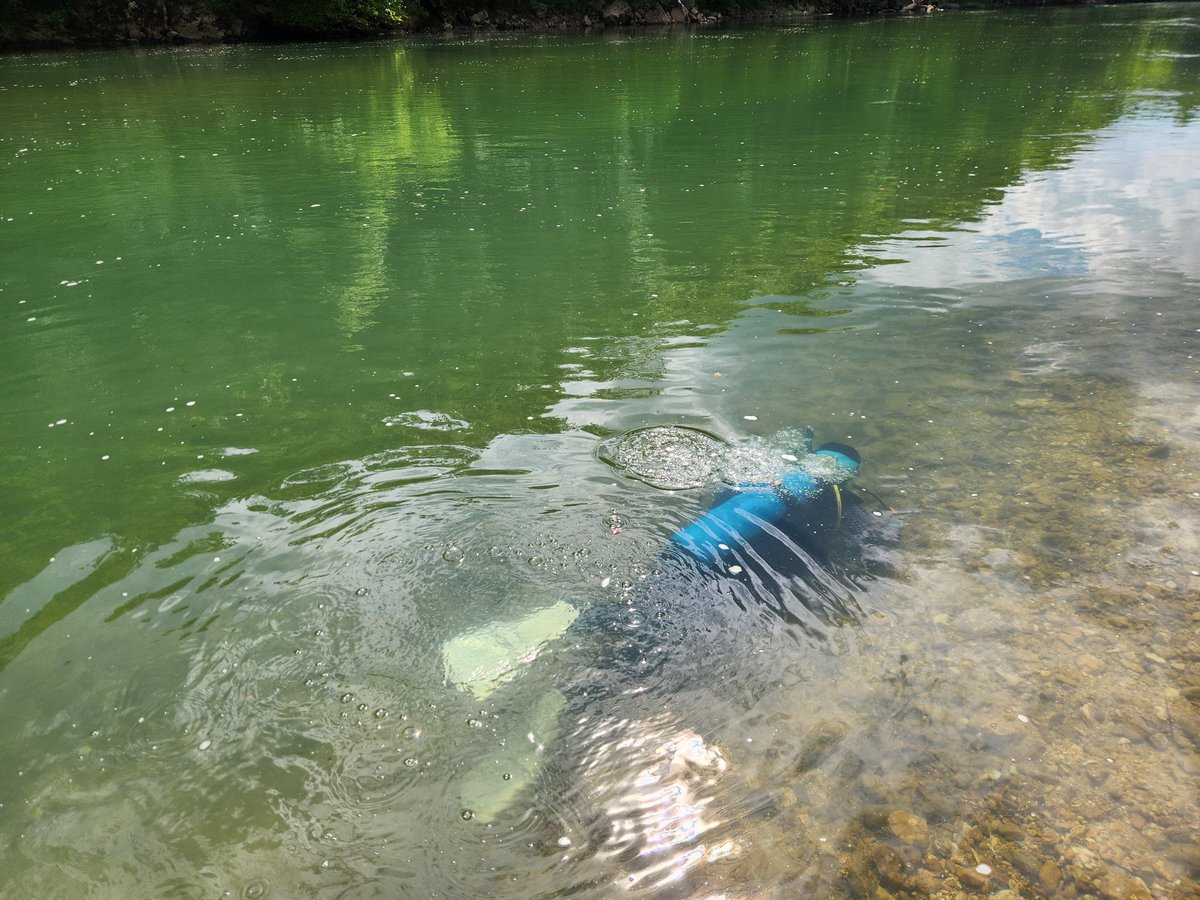 JacobWesthoff's tweet image. Our mussel surveys on the Current and Jack's Fork are almost wrapped up.  Our lab found lots of interesting things despite the overall scarcity of mussels in the system.