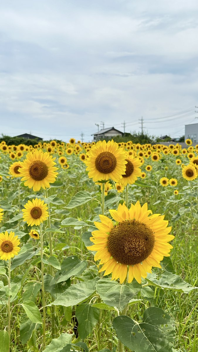 tjmonline's tweet photo. おはようございます😄
7月25日木曜日
浜松市中央区の天気は🌥️
最高温度34℃最低温度27℃の予報です。

本日の心がけ
🔷困っている人の助けになりましょう
では、今日も一日宜しくお願いします🍀
#浜松市
#企業公式が毎朝地元の天気を言い合う
#企業公式つぶやき部 
#企業公式  
#企業公式冬のフォロー祭り 
#企業公式が朝の挨拶を言い合う 
#企業公式さんと繋がりたい