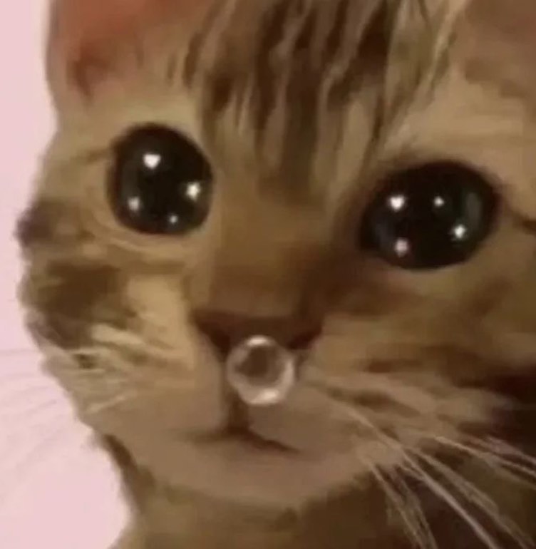 PunchingCat's tweet photo. https://t.co/9aGpRzaSP3