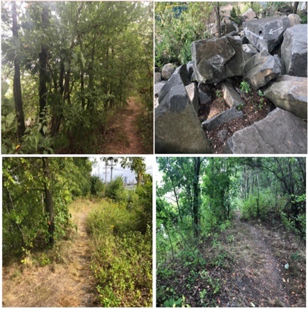 <a href="/StevenFulop/">Steven Fulop</a> This was a naturalistic, wooded trail in a beloved urban oasis.  You put in a wide paved road after removing every plant and tree.  Here is what you destroyed.  Stop congratulating yourself for desecrating a green space.