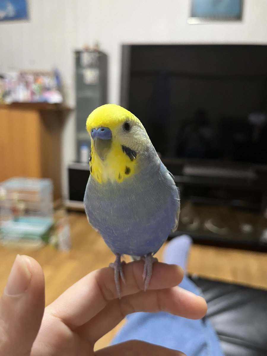 Moco23831444's tweet photo. 【【‼️拡散希望‼️】】昨日7月27新潟県見附市内で、レインボーセキセイインコのラムちゃんが家から逃げてしまいました。非常に可愛がっていたインコです。見かけた方、情報お持ちの方お知らせして下さると嬉しいです。よろしくお願い致します🙇#拡散希望 #拡散希望RPお願いします #見附祭り #インコ https://t.co/io1Rjy7g0c