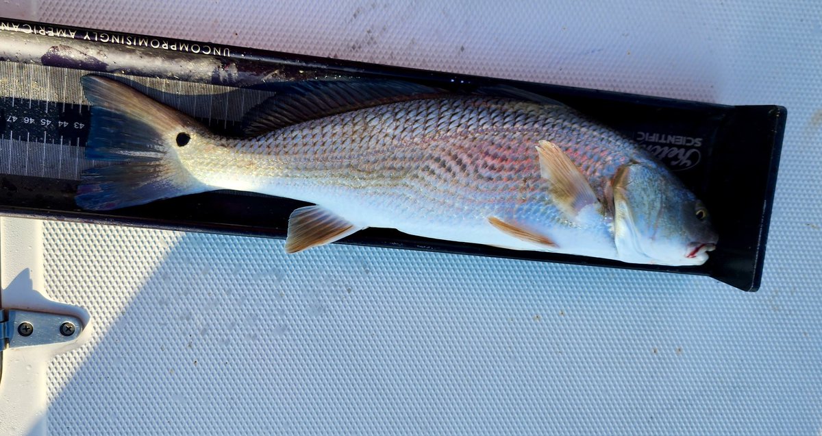 Not the species we are looking for, but nice to run into an old favorite! Red Drum are showing up in high numbers even in MD Chesapeake Bay tributaries.<a href="/PEREC_GMU/">Potomac Environmental Research & Education Center</a> <a href="/ESPMasonU/">ESP Dept GMU</a>