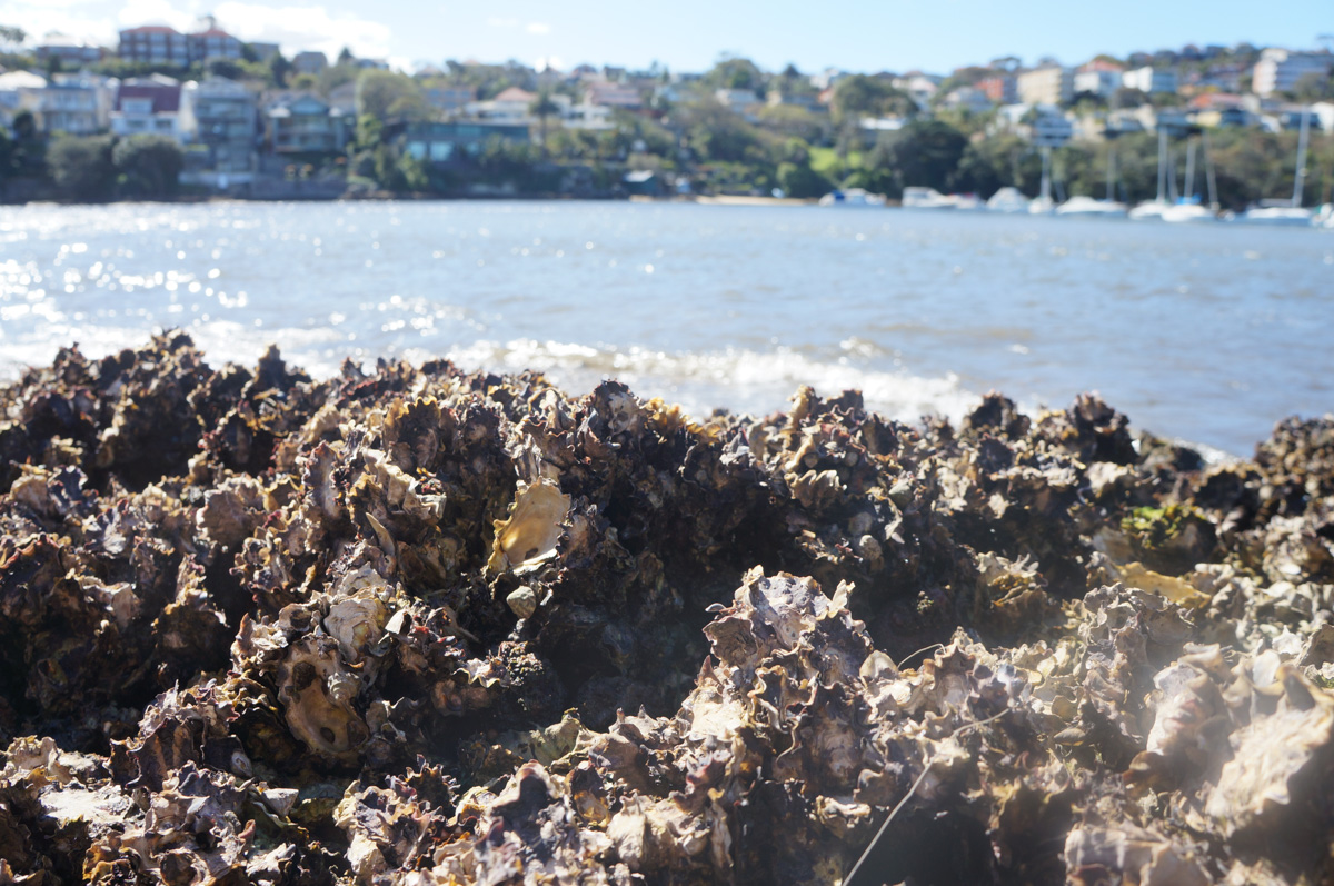 AusSMC's tweet photo. 🦪Baby oysters rely on natural acoustic cues to settle in specific environments, but new research from the @UniofAdelaide reveals that noise from human activity is interfering with this critical process

https://t.co/LZUbSxAJry https://t.co/iXR9RTVejU