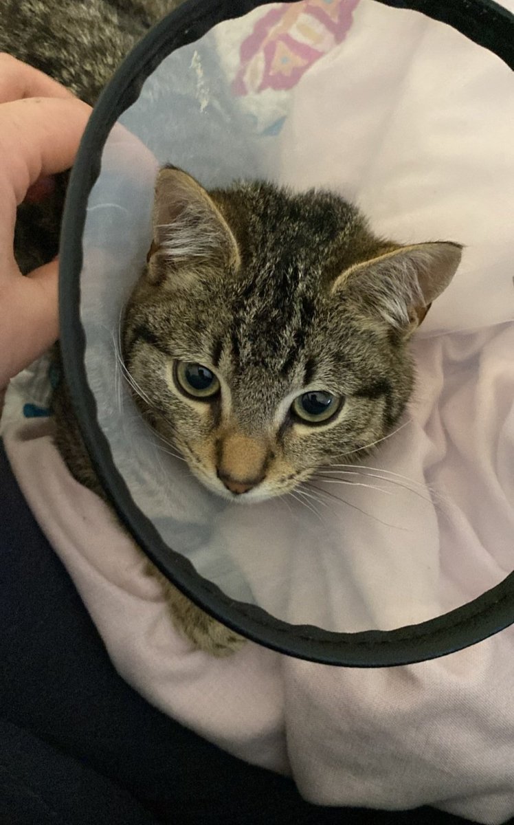 It's giving puss in boots.. .