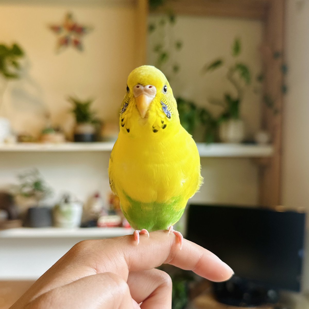 1137ma's tweet photo. 本日の小春の様子です。🦜✨

丸まってた体も徐々に細くなってきました。ご飯もしっかり食べておりうんちの状態も良好そうです❤️‍🩹

小春の件、沢山の方にご覧いただけて、嬉しい限りです。
ありがとうございます🙇

少しでも多くの迷子インコちゃんの保護につがりますように…🙏 https://t.co/GE2ZRQAsvF