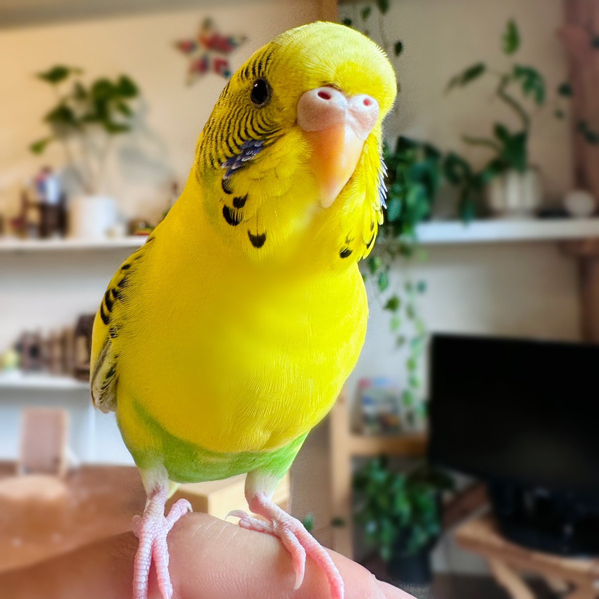 1137ma's tweet photo. 本日の小春の様子です。🦜✨

丸まってた体も徐々に細くなってきました。ご飯もしっかり食べておりうんちの状態も良好そうです❤️‍🩹

小春の件、沢山の方にご覧いただけて、嬉しい限りです。
ありがとうございます🙇

少しでも多くの迷子インコちゃんの保護につがりますように…🙏 https://t.co/GE2ZRQAsvF