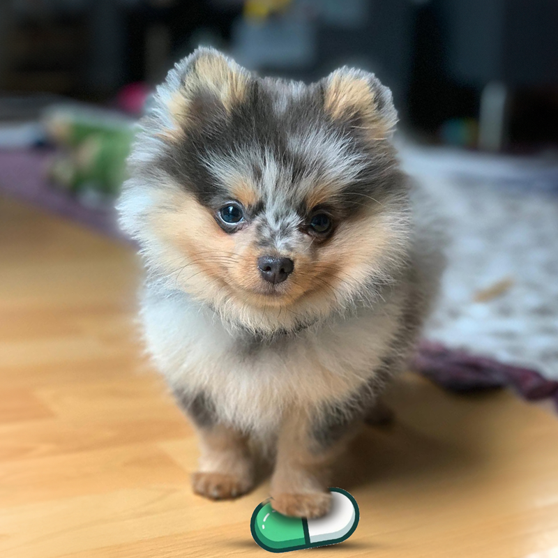 $Bubbles the Pom tweet media