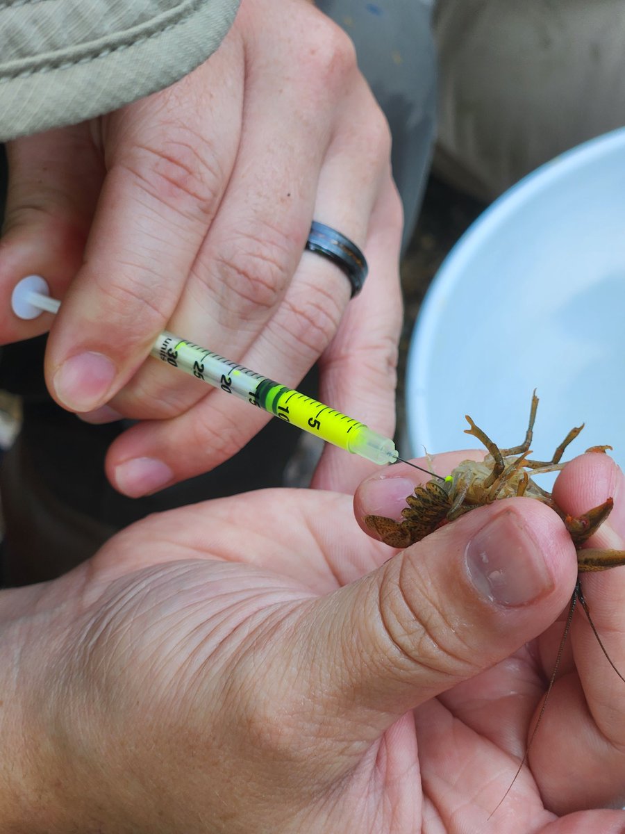 JacobWesthoff's tweet image. Our lab is tracking crayfish with multiple methods. We have VIE, p-chip, PIT, and radio tags out at multiple sites.  The data we obtain from these efforts will shed new light on crayfish movement.