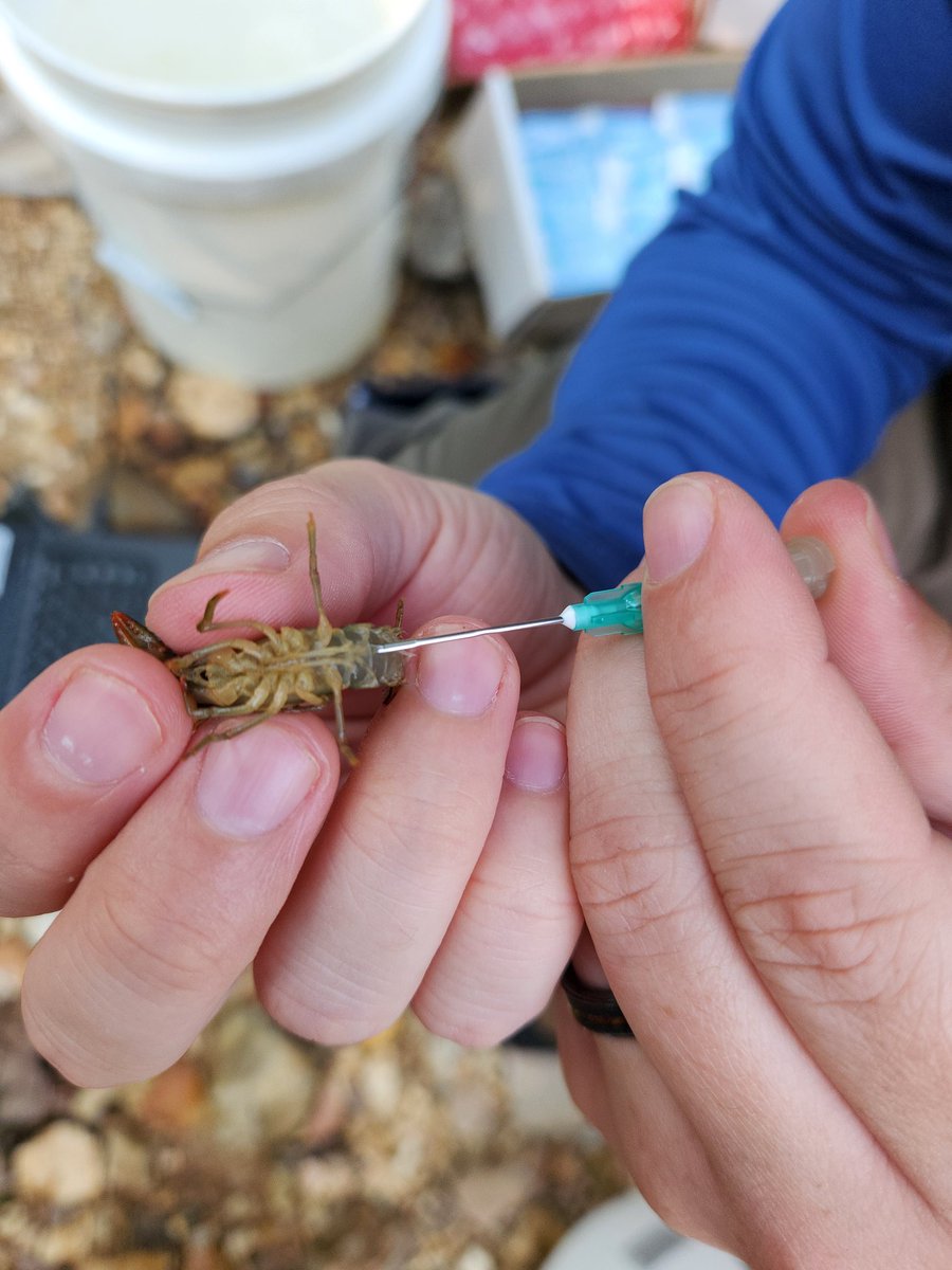 JacobWesthoff's tweet image. Our lab is tracking crayfish with multiple methods. We have VIE, p-chip, PIT, and radio tags out at multiple sites.  The data we obtain from these efforts will shed new light on crayfish movement.