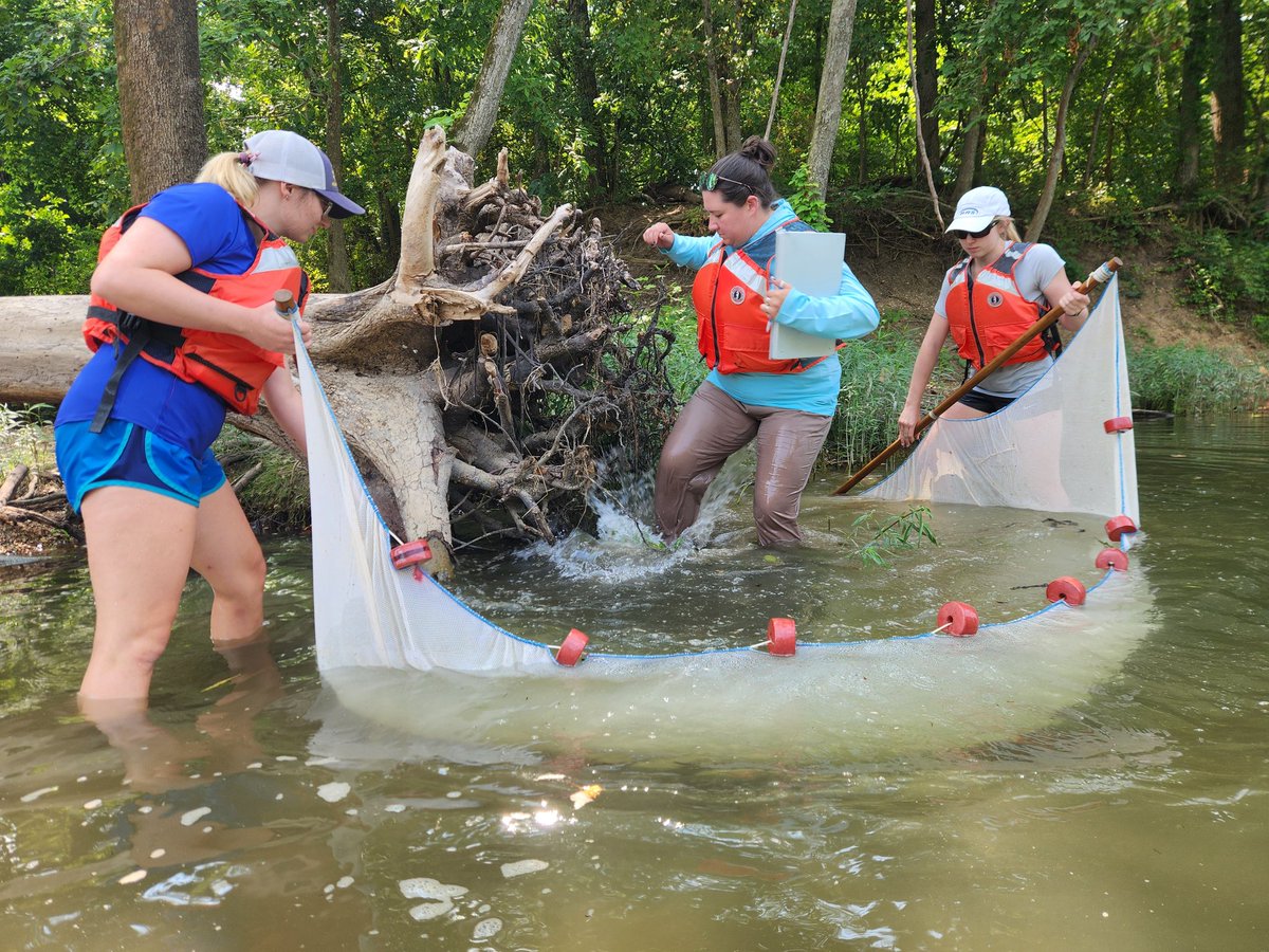 JacobWesthoff's tweet image. Bluestripe Darters are difficult to come by this summer, but every now and then we get one in the net.  This fantastic crew has put in great work this summer and is putting dots on the map and collecting important genetic data.