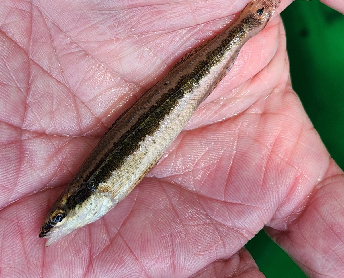 JacobWesthoff's tweet image. Bluestripe Darters are difficult to come by this summer, but every now and then we get one in the net.  This fantastic crew has put in great work this summer and is putting dots on the map and collecting important genetic data.