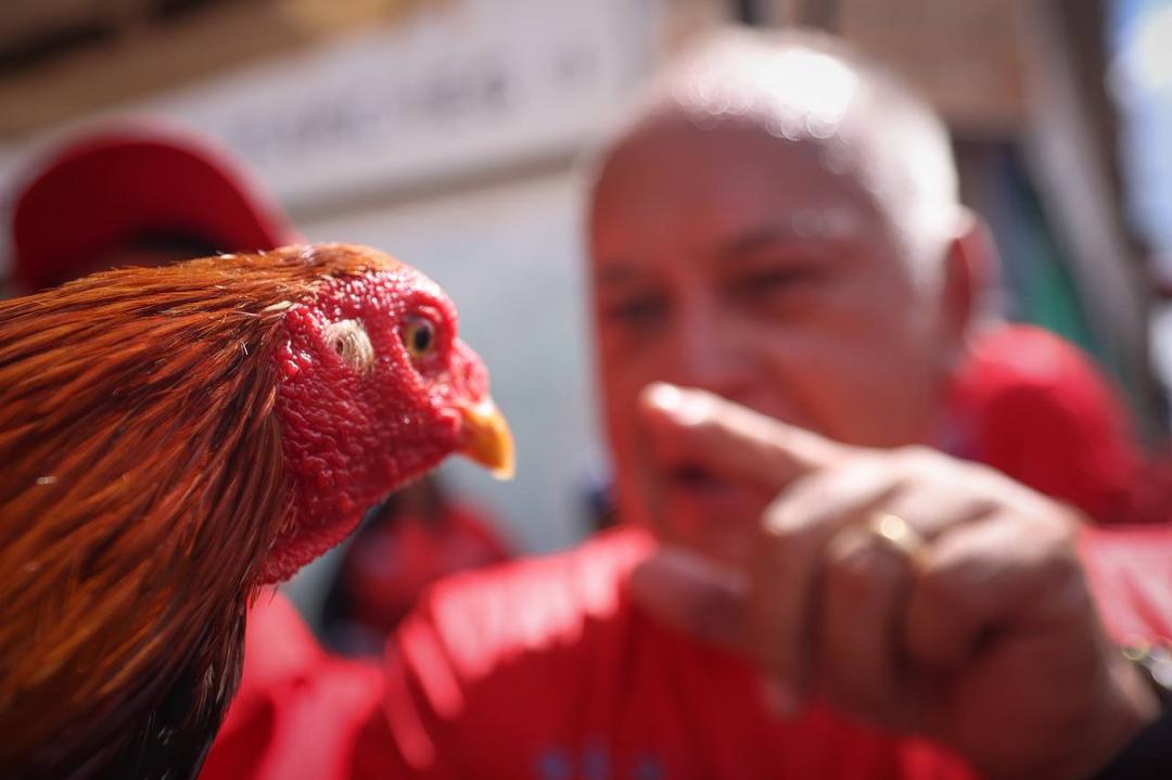 ArondonFT's tweet photo. Yo voy a mi Gallo Pinto 🇻🇪❤️🎵 https://t.co/RP7swypeoC