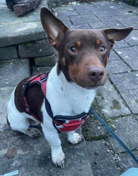 MissingPetsGB's tweet image. 🐕 URGENT SHARES NEEDED 

BARNEY possibly #stolen
He went missing from his home in Bolton-By-Bowland #Clitheroe #BB7 on 21 July 2024
BARNEY was last seen in his garden
He is a well known little character &amp;amp; his family need him home. He is a distinctive JRT with green eyes.