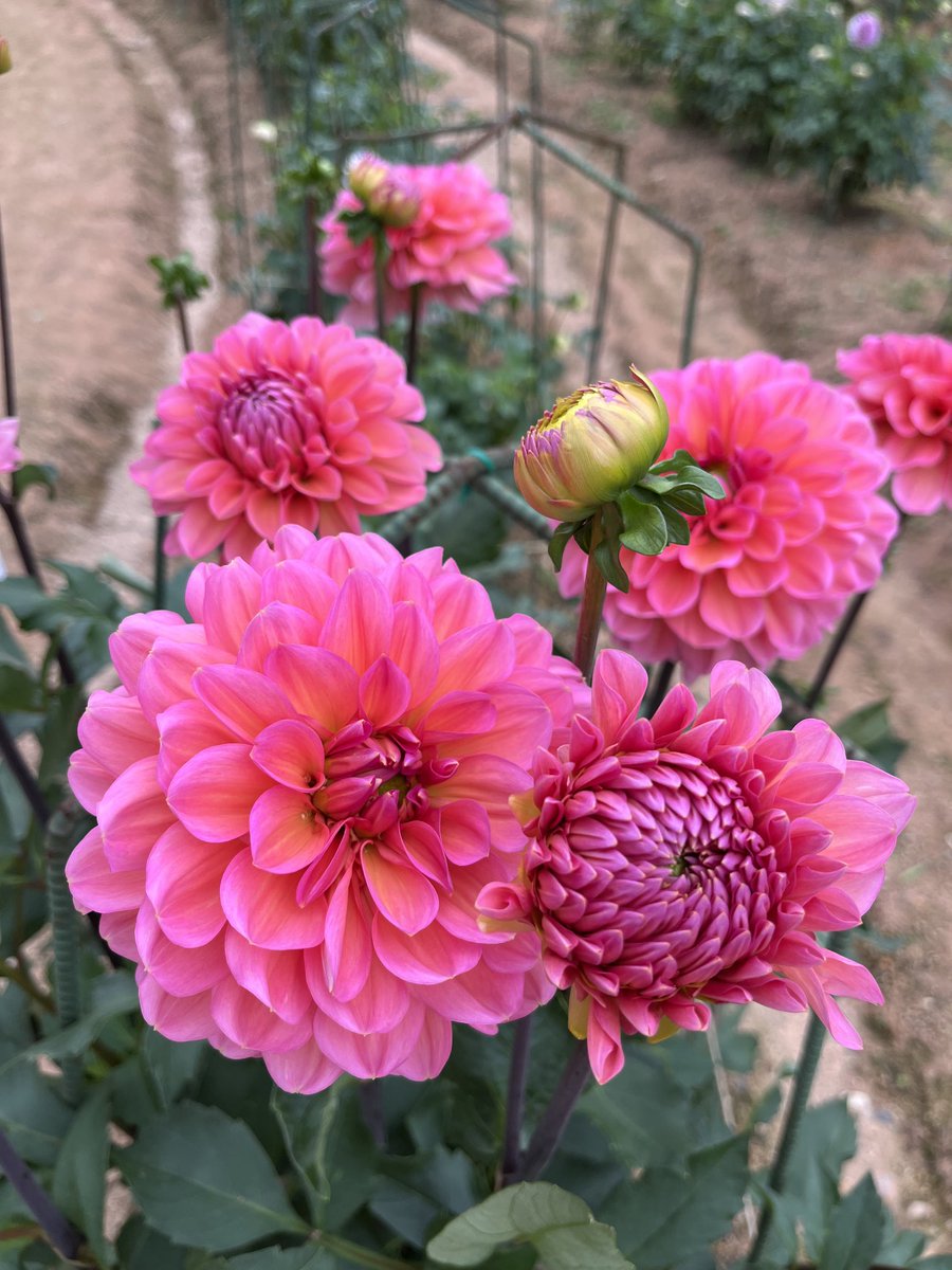 おはよう御座います♪
今日もよろしくお願いします🙇
今日も晴れて暑くなりそうですね
最高気温33度まで上がります
熱中症に気をつけて、楽しくお過ごしくださいね