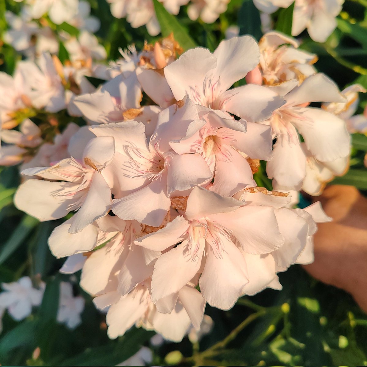 leventfarslan's tweet photo. #buyukada #cicek #Flowers https://t.co/AymCOAEgzD