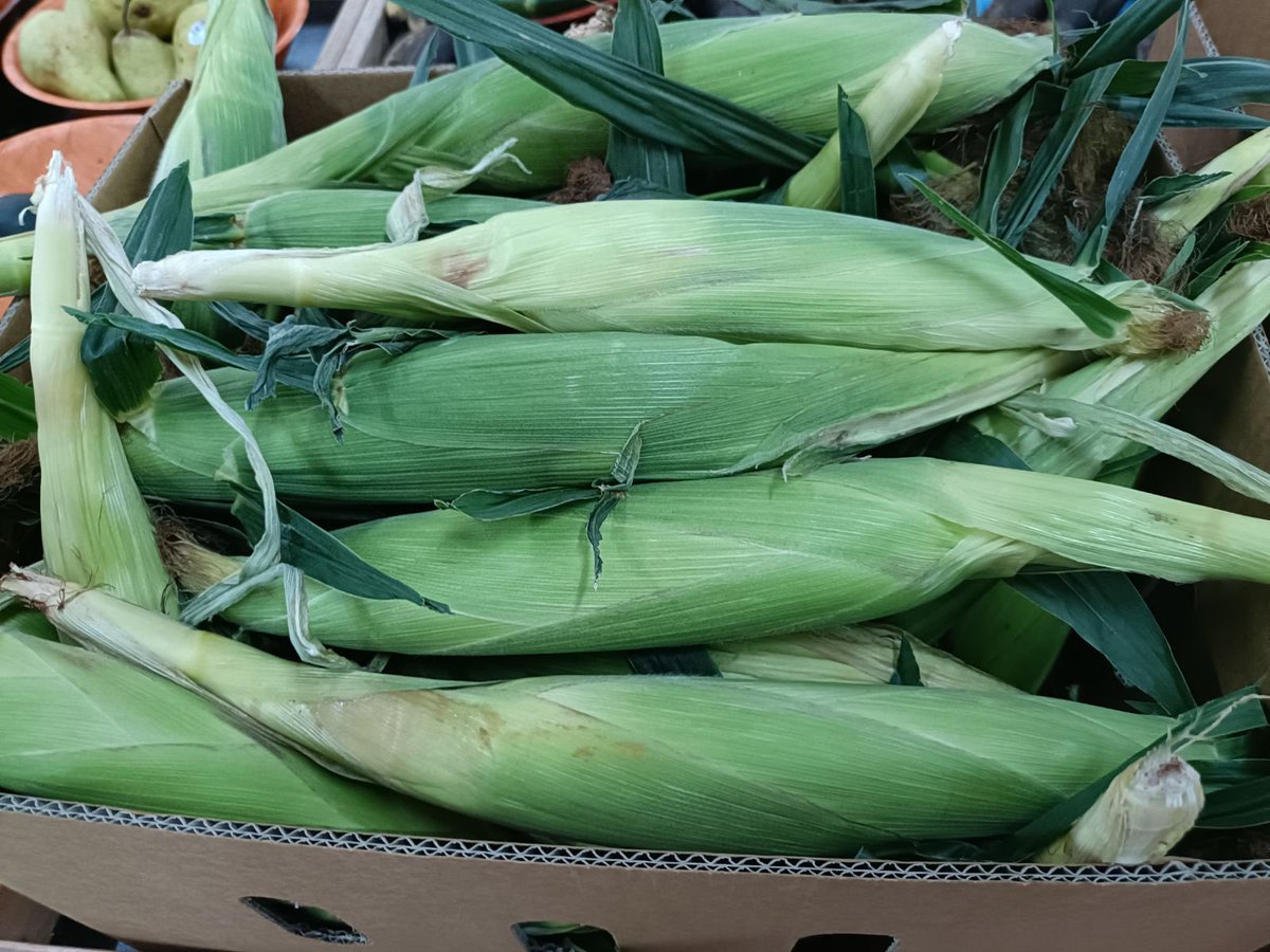 Locally grown fruit and veg for sale in the remote community of Yirrkala (NT)

Farming has returned to Gove and there are plans to expand!

My story today for ABC Rural: abc.net.au/news/rural/202… 🥬🥒🌶️🍠