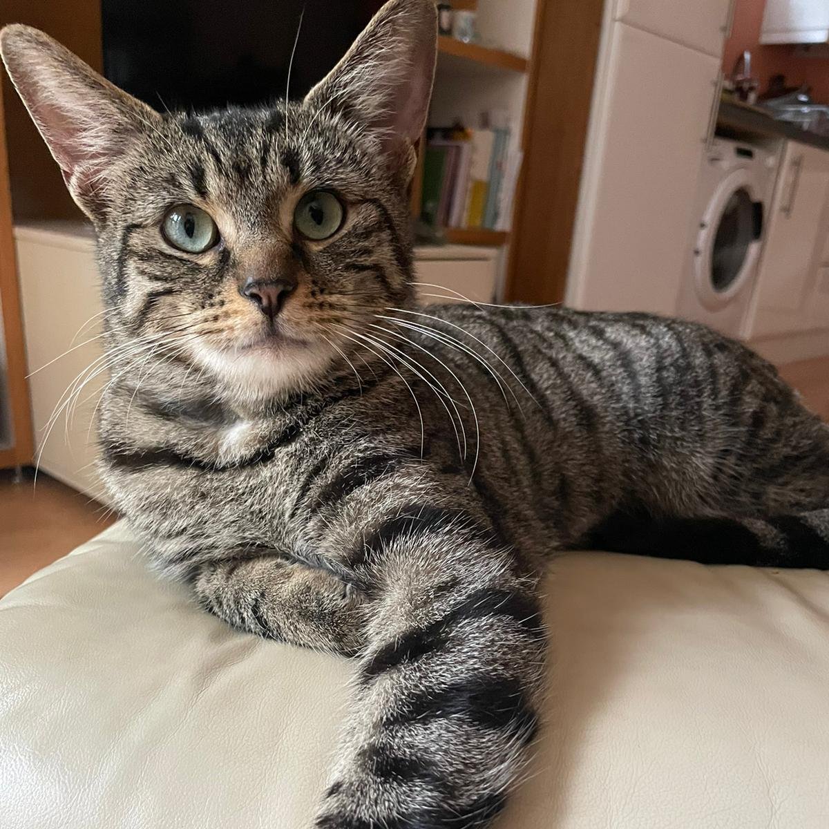 London Inner City Kitties (@LDNCityKitties) / Posts / X