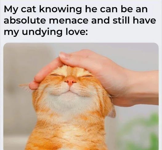 WholesomeMeme's tweet photo. https://t.co/cfbSQ5JPAA