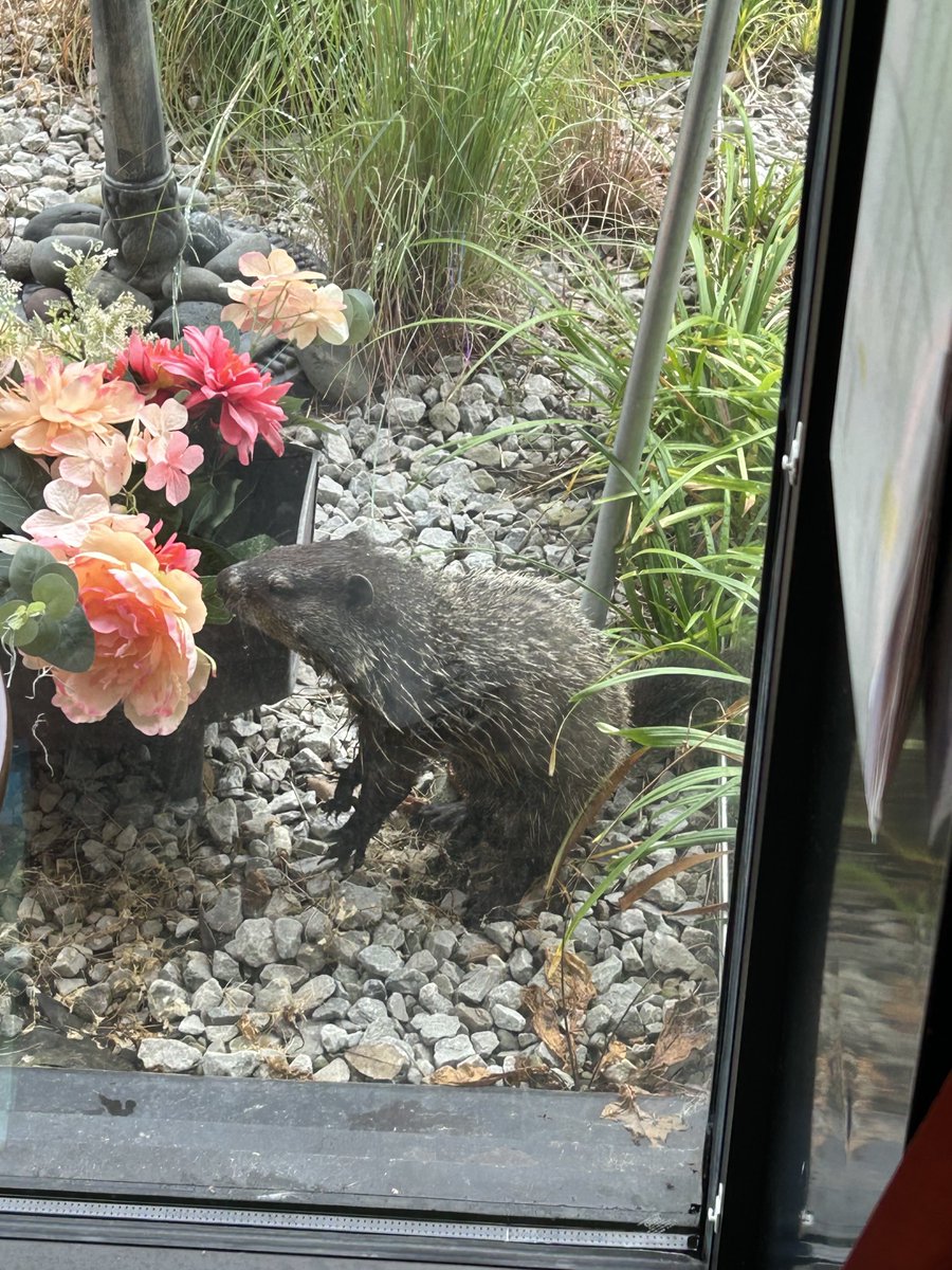 AricGiddensMD's tweet photo. Wildlife day ⁦@MOGAobgyn⁩ Wolfchase. Groundhog in the morning, 3 bucks in the afternoon https://t.co/2BEhw4KYEY