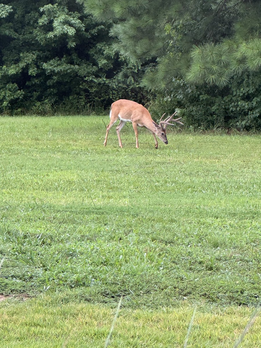 Wildlife day ⁦<a href="/MOGAobgyn/">MOGAobgyn</a>⁩ Wolfchase. Groundhog in the morning, 3 bucks in the afternoon