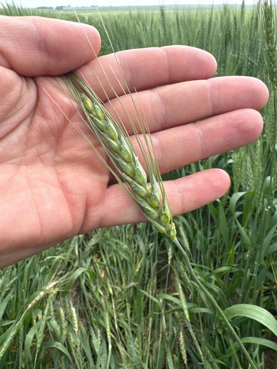 Crop Guy In Cattle Country tweet media