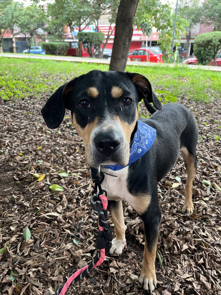 Hoy vino Kiara a fotos y le dijimos que aún nadie pregunta por ella 🥺,que nadie la quiere adoptar 😔
Vean esa carita 💔
Estamos en CDMX