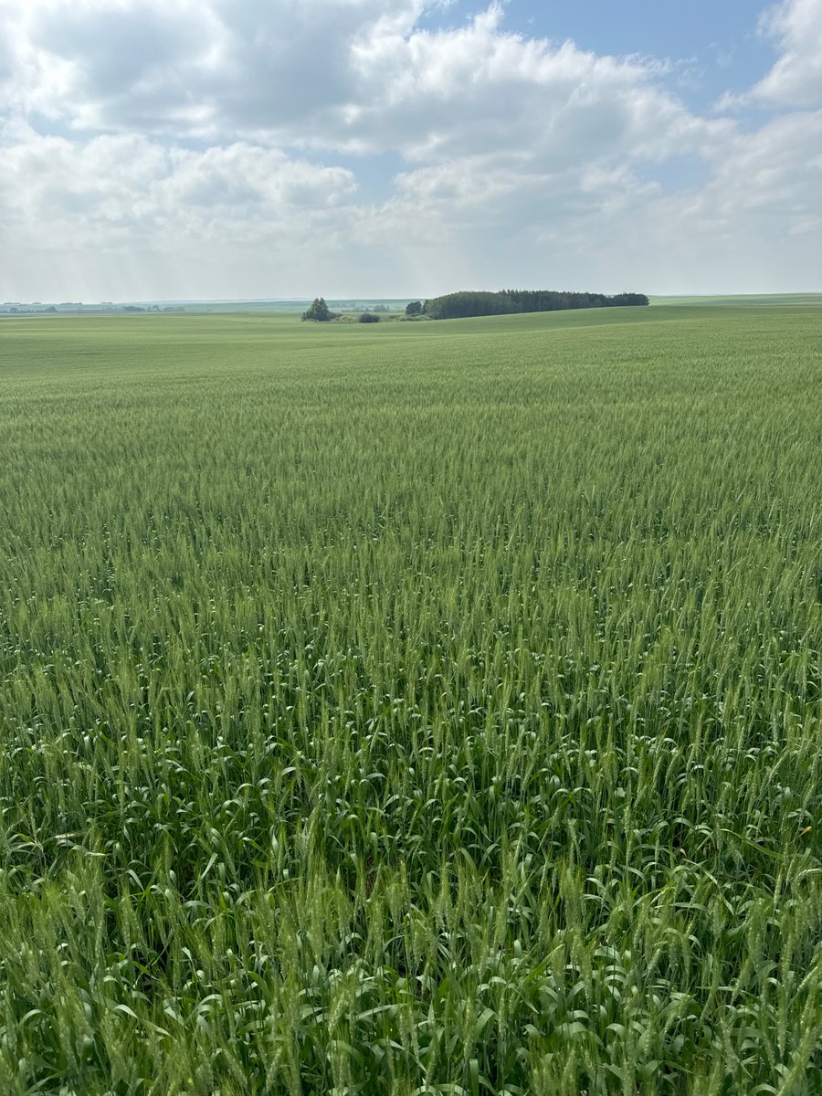 Crop Guy In Cattle Country tweet media