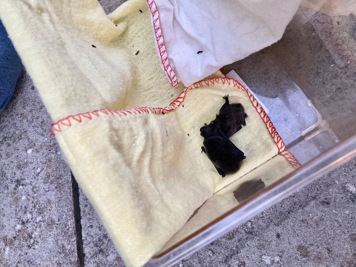 EmilyEcologist's tweet photo. Last week a couple juvenile pipistrelles found themselves stuck in our office 🦇 The Cambridgeshire Bat Group got them healthy before we released them back at the office this evening. Seem to still be getting the hang of flying! Handled under licence #wildlife #bat #nature https://t.co/2JFYmKFpOy