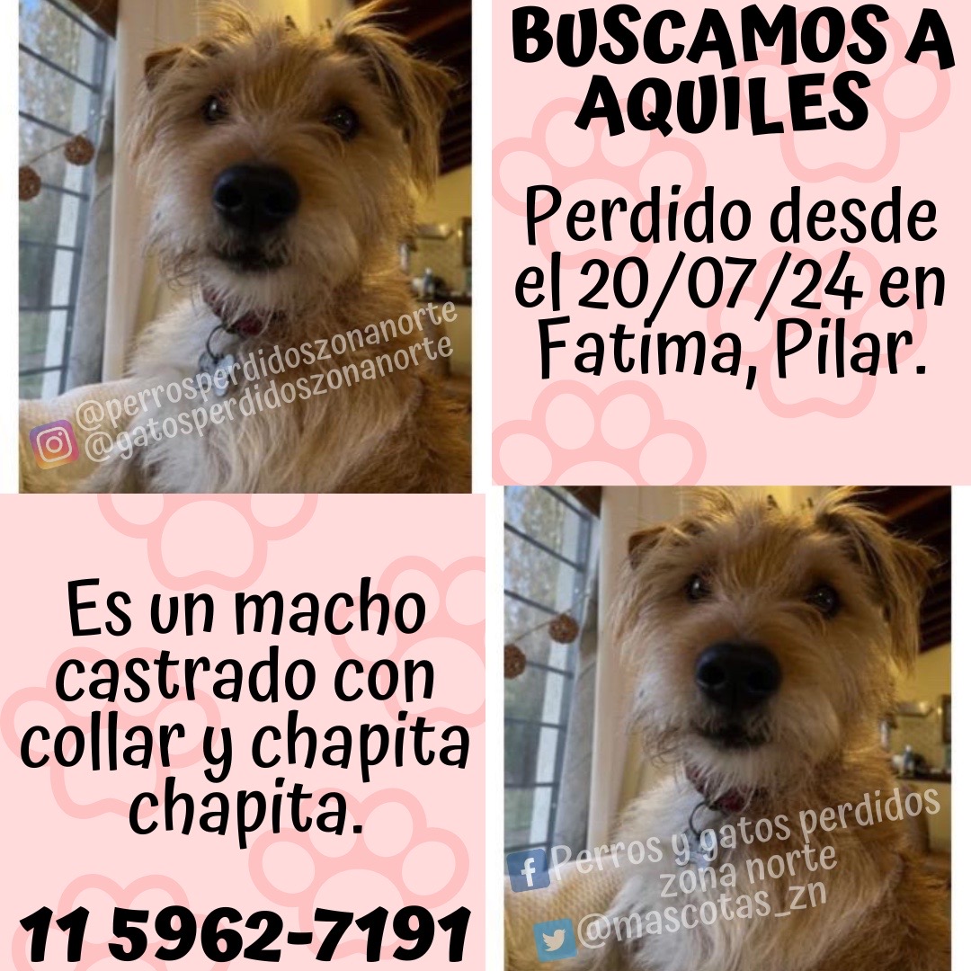 🟣BUSCAMOS A AQUILES🟣
Perdido desde el 20/07/24 en Fatima, Pilar.
Es un macho castrado con collar y chapita chapita.
Si lo viste comunícate con <a href="/lu/">lu</a>.sampieri al 11 5962-7191.
☑️DIFUNDIR☑️