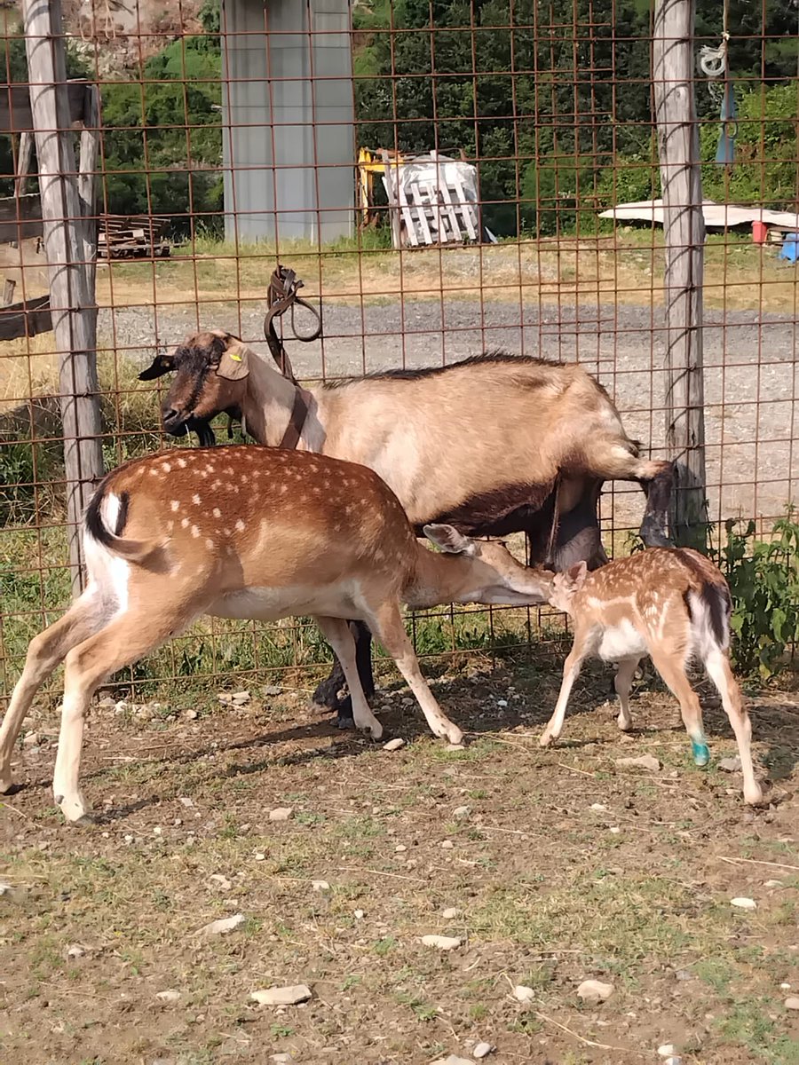 parcoantola's tweet image. Aggiornamento su Pulce: oggi si mangia dalla mamma adottiva capretta prendendo le coccole dall'amica daino